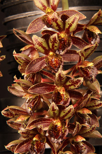 Clowesetum JEM's Dragon Tears Sunset Valley Orchids AM 80 pts